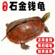 仟蕓正宗金錢(qián)龜純正石金錢(qián) 純種南石龜寵物龜活體小烏龜 超大型苗11-13cm【一年下蛋】 一公一母【招財純正石金錢(qián)】送龜糧