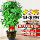 卉優(yōu)步步高發(fā)財樹(shù)大葉綠蘿龍血樹(shù)盆栽客廳辦公室內開(kāi)業(yè)喬遷大型綠植 甄選·粗桿步步高發(fā)財樹(shù)【1.6-1.8米】福字盆 含盆