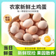 云依禾農莊 新鮮現撿土雞蛋谷物蟲(chóng)草柴雞蛋 笨雞蛋初生蛋生鮮  單枚40±5g 50枚裝