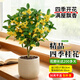 藍桂圓桂花樹(shù)苗四季桂盆栽 室內外陽(yáng)臺庭院綠植 奶油黃陶瓷盆源頭直發(fā)