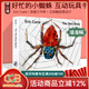 英文原版 Eric Carle The Very Busy Spider 好忙的小蜘蛛 吳敏蘭書(shū)單第77本 常青藤爸爸推薦 廖彩杏書(shū)單 綠山墻