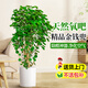 愛(ài)優(yōu)尚金錢(qián)兜大型綠植辦公室客廳室內福祿桐發(fā)財樹(shù)金錢(qián)樹(shù)旺宅源頭直發(fā)