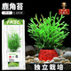 瘋狂水草魚(yú)缸水草植物直接入缸凈化水質(zhì)凈水石水生賽級鹿角茸源頭直發(fā)包郵
