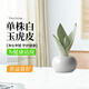 京云夢(mèng)單株白玉虎皮蘭帶盆栽植物花草盆栽葉子土培辦公室冰裂藍源頭直發(fā)