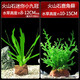 瘋狂水草魚(yú)缸造景水草魚(yú)缸里的活體水草 火山石小九冠鹿角茸 源頭直發(fā)包郵