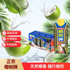 椰樹(shù)椰汁 330ml*10盒 植物蛋白飲料 正宗海南特產(chǎn) 禮盒裝