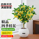 藍桂圓桂花樹(shù)苗四季桂盆栽 室內外陽(yáng)臺庭院綠植濃香 星球水培盆源頭直發(fā)