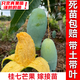 芥圃芒果樹(shù)苗 官方旗艦 嫁接芒果苗大金煌芒四季紅貴妃南方種植果樹(shù)苗 桂七芒果苗【帶土帶葉發(fā)貨】 2年苗 高度：60-80公分