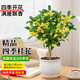 藍桂圓桂花樹(shù)苗四季桂盆栽 室內外陽(yáng)臺庭院綠植水培 大白陶瓷盆源頭直發(fā)