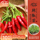 壽禾 蔬菜苗活苗帶土發(fā)貨大全菜苗種苗秋冬各種秧苗山東壽光苗子陽(yáng)臺 簇生紅小米朝天椒苗 6棵