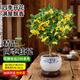 藍桂圓桂花樹(shù)苗四季桂盆栽 室內外陽(yáng)臺庭院綠植水培 牡丹陶瓷盆源頭直發(fā)
