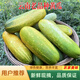 云南大黃瓜新鮮時(shí)令蔬菜水果土黃瓜孕婦青瓜農家自種老品種 2斤