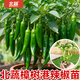 北蔬 樟樹(shù)港辣椒種子苗湖南港正宗蔬菜苗 北蔬樟樹(shù)港辣椒苗 12棵