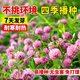 野花組合種子格?；ɑǚN籽子四季開(kāi)花庭院室外多年生耐寒抗旱花籽 紅三葉草種子一斤