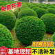 翩然小葉女貞球苗四季常青庭院綠化金葉女貞球樹(shù)苗球形樹(shù)耐寒耐凍苗木 小葉女貞球60cm冠幅/高60cm左右 帶土球