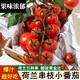 鑫果滋荷蘭品種串紅小番茄水果 甘肅串收櫻桃小番茄串枝生吃 198g *6盒】帶枝 彩盒裝 （普通快遞）