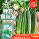 菜禾地 黃秋葵種子苗羊角豆春季不易老家庭種植蔬菜種籽 黃秋葵種子30粒