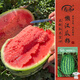 壽禾懶漢西瓜種子苗特大瓜陽(yáng)臺盆栽種水果籽 濰常懶漢王西瓜種子60粒