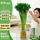 臨雅文昌竹金榜題名水培帶根龍竹室內桌面水養綠植物30cm4支源頭直發(fā)