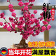 JCZS梅花盆栽樹(shù)苗老樁盆景陽(yáng)臺庭院原生紅梅大花濃香花卉耐寒冬季臘梅 梅花老樁盆景(粗1.5-2cm)送肥料拍下備注品種 不含盆