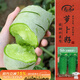 壽禾 水果蘿卜種子種苗春季種青蘿卜蔬菜種籽 濰豐冰糖脆蘿卜種子15g
