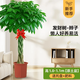 大型綠植發(fā)財樹(shù)盆栽花卉開(kāi)業(yè)家喬遷客廳招財辦公室內散尾葵吸甲醛 辮子發(fā)財樹(shù)1.0-1.2米【原土盆】