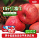 青怡陜西洛川蘋(píng)果紅富士 新鮮水果禮盒 源頭產(chǎn)地包郵直發(fā)量販 11斤【量販裝】單果210g+