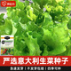 原起點(diǎn)意大利生菜種籽大全菜籽種植四季水培蔬菜種子孑秋冬羅馬奶油香菜 【精選良種】意大利生菜3g*1袋 2g原裝
