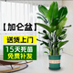 中夢(mèng)天堂鳥(niǎo)客廳大型植物盆栽旺宅落地式大葉花卉鶴望蘭室內高級感綠植 天堂鳥(niǎo)50-70厘米+加侖盆
