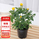 花行榜 玫瑰花苗盆栽花卉帶花苞綠植四季開(kāi)花微型 黃色（原盆）源頭直發(fā)