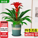 中夢(mèng)年宵花鴻運當頭盆栽植物辦公室內好養綠植紅星鳳梨客廳落地款花卉 精選鴻運當頭+加侖盆