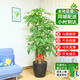 仙植緣【2小時(shí)同城】大型發(fā)財樹(shù)盆栽客廳步步高升綠植辦公室內開(kāi)業(yè)喬遷 |約1.75米|步步高發(fā)財樹(shù)|黑瓷盆 專(zhuān)車(chē)送貨 更快更好