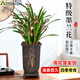 愛(ài)優(yōu)尚精品墨蘭盆栽蘭花富貴花卉辦公室內客廳桌面植物源頭直發(fā)
