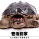 鱷龜鱷魚(yú)龜食用活物可食用烏龜大龜肉雜佛北美包活外塘 6-7斤(食用包活)