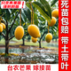 芥圃芒果樹(shù)苗 官方旗艦 嫁接芒果苗大金煌芒四季紅貴妃南方種植果樹(shù)苗 臺農芒果苗【帶土帶葉發(fā)貨】 3年苗  高度：80-100公分