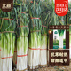 北蔬 大蔥種子種苗正宗山東鐵桿蔥蔬菜種籽 山東章丘大蔥種子1200粒