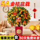 臨雅5A金桔樹(shù)盆栽樹(shù)苗年橘可食用帶果脆皮四季橘子客廳室內綠植物好養 【帶青果發(fā)貨】5A金桔+紅色福桶盆