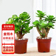 花行榜 金錢(qián)木老樁多肉植物盆栽綠植花卉 含原盆 2盆裝源頭直發(fā)