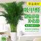 溥畔客廳綠植大盆落地正宗富貴椰子樹(shù)大型落地盆栽散葵鳳陽(yáng)臺凈化空氣 鉆石白盆#高1.3米-1.48米 【精品茂盛】富貴椰子9-12株+肥料