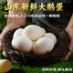 園囿農場(chǎng)山東新鮮鵝蛋雜糧喂養散養土鵝蛋6枚凈重1.5斤源頭直發(fā)包郵