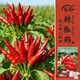 壽禾 朝天椒種子種苗簇生指天椒菜籽 濰豐赤焰7號簇生朝天椒種子110粒