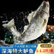 鱸魚(yú)鮮活海魚(yú)新鮮水產(chǎn)海鮮深海七星海鱸魚(yú)深?；|魚(yú)超大冰凍鱸魚(yú) 整條海鱸魚(yú)1條裝【1-1.2斤/條】