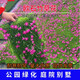 xinyi歐石竹初吻花種花籽五彩石竹花四季開(kāi)花草坪花籽美國常夏石竹種子 歐石竹草花籽 100粒+肥料