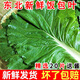 曠古農業(yè)東北白菜葉蘸醬飯包菜葉 鮮嫩爽口 農家種植現摘現發(fā)新鮮蔬菜 精選大葉20片+醬發(fā)圓通