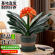 藍桂圓君子蘭盆栽 室內外好養名貴綠植 花葉俱美帶盆土 加侖盆源頭直發(fā)