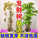 發(fā)財樹(shù)復活液促生根猛發(fā)芽生根肥料發(fā)財樹(shù)黃葉枯葉爛根專(zhuān)用營(yíng)養液 單瓶裝