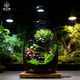 苔蘚微景觀(guān)辦公室diy桌面擺件禮物創(chuàng  )意造景生態(tài)瓶室內綠植盆栽 攀登+木質(zhì)燈座