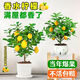 夏琴正宗臺灣香水檸檬樹(shù)樹(shù)苗盆栽四季客廳綠植陽(yáng)臺室外帶果檸檬苗樹(shù)苗 檸檬苗一棵試種【品種自選】 40cm(含)-50cm(不含)