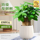 JCZS新品開(kāi)花發(fā)財樹(shù)盆栽室內好養易活花卉植物客廳辦公室綠植 三桿發(fā)財樹(shù)(原土盆)+營(yíng)養液