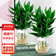 花行榜 觀(guān)音竹富貴竹水培植物花卉綠植 觀(guān)音竹+冬瓜玻璃瓶 2套源頭直發(fā)